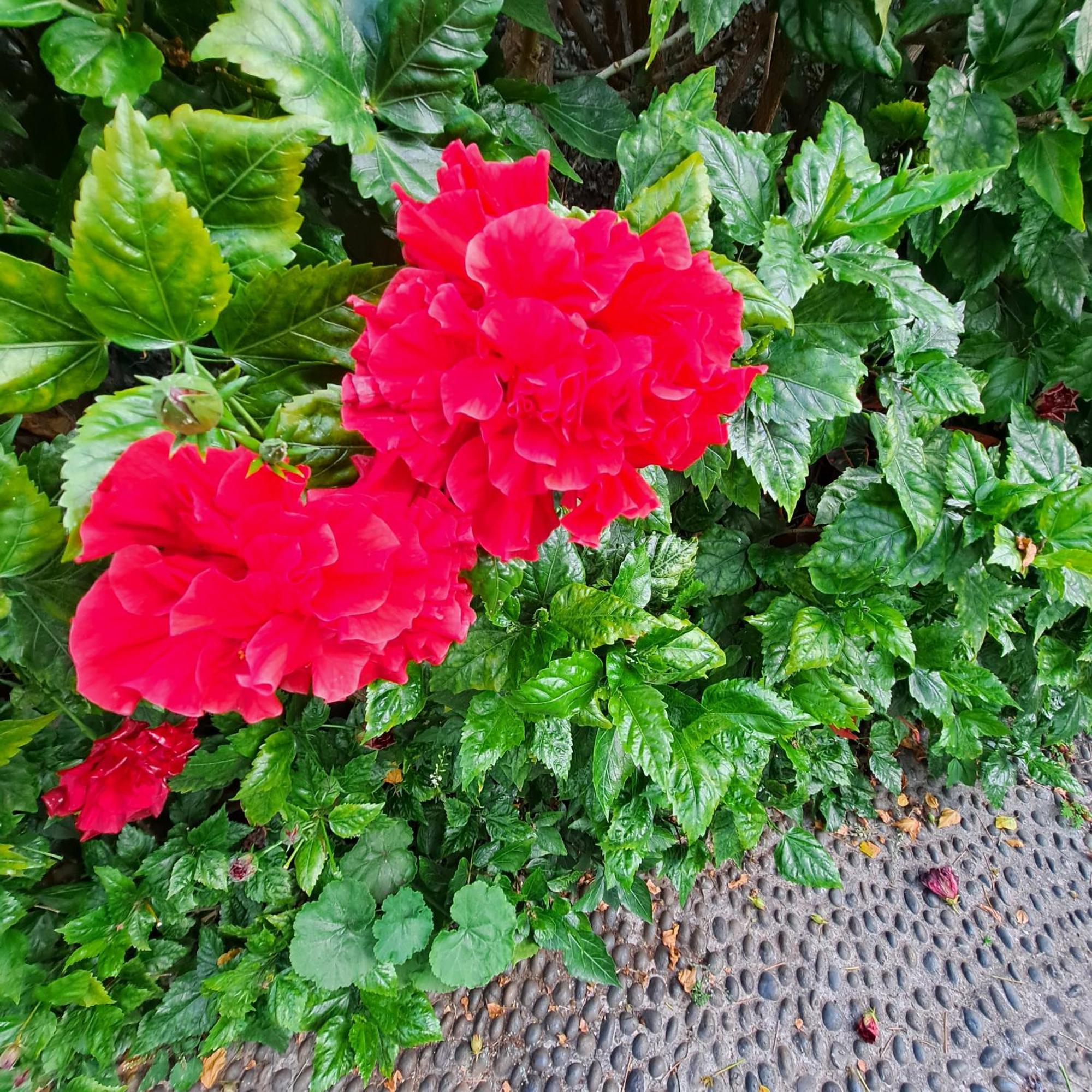 Chale Funchal - City View Екстер'єр фото